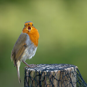 robin_on_perch-16.jpg