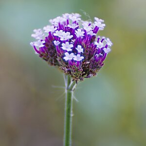 Purple.jpg