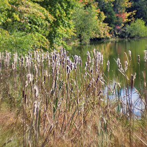 Reeds.jpg
