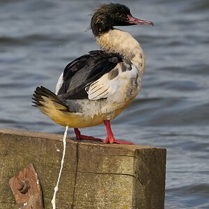goosander 2026_3.jpg