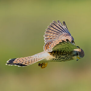 kestrel 2026_88.jpg