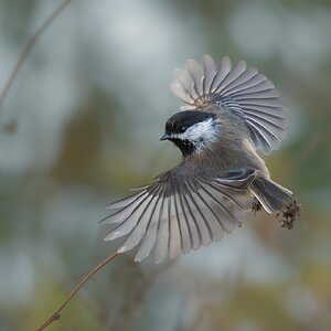 Black-capped-Chickadee-120247.jpg