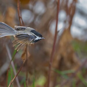 Black-capped-Chickadee-120379.jpg