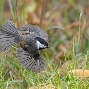 Black-capped-Chickadee-120381.jpg