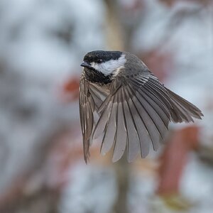 Black-capped-Chickadee-120402.jpg