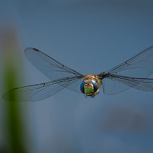 dragonfly-1.jpg
