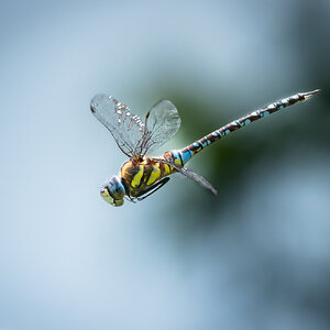 dragonfly-4.jpg