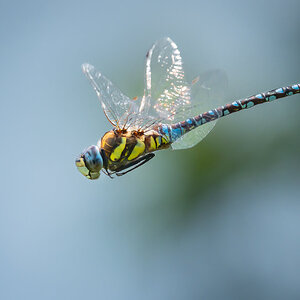 dragonfly-5.jpg