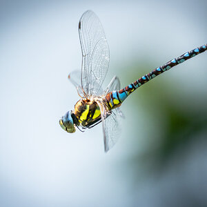 dragonfly-6.jpg