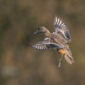 American-Wigeon-120029-Edit.jpg