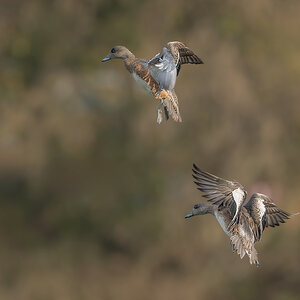 American-Wigeon-120031.jpg