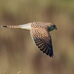 kestrel 2026_83.jpg