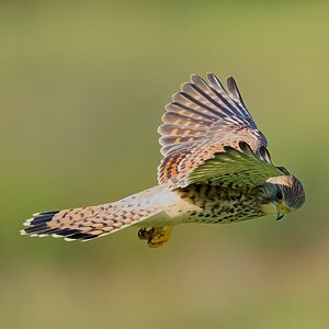 kestrel 2026_88.jpg