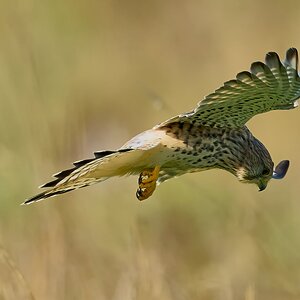 kestrel 2026_104.jpg