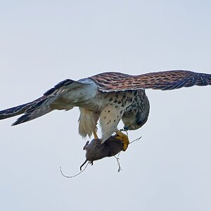 kestrel 2026_136.jpg