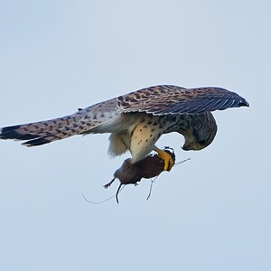 kestrel 2026_148.jpg