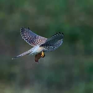 kestrel 2026_121.jpg