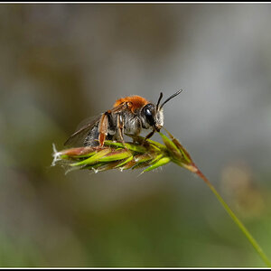 Orange-tailed Mining Bee
