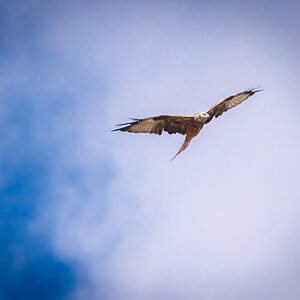 bird of prey-4.jpg