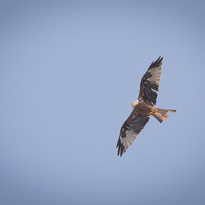 bird of prey-8.jpg