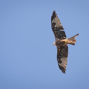 bird of prey-10.jpg