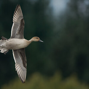Northern-Pintail-128514.jpg
