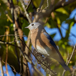 bluebird02.jpg