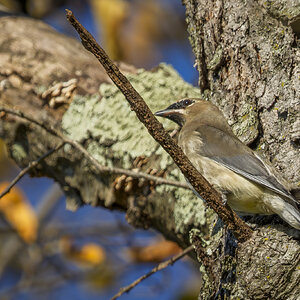 waxwing03.jpg