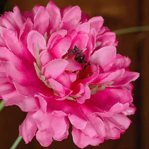 Tracey's flower.jpg