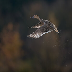 Northern-Pintail-.jpg