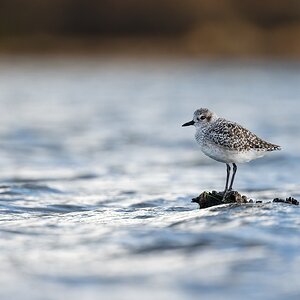 Black-bellied-Plover-123870.jpg