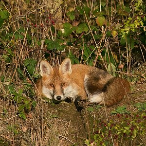 fox 2026_25.jpg