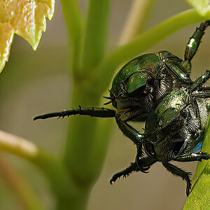 DSC08793-B  Tandem Bugs.jpg