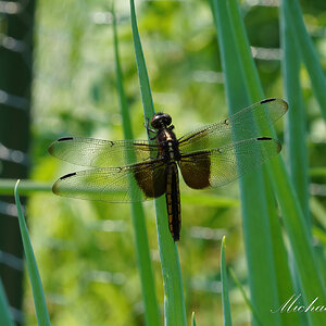 DSC09199-A Widow Skimmer sign.jpg