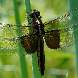 DSC09199-B Widow Skimmer sign.jpg