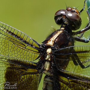 DSC09093-B Widow Skimmer sign.jpg