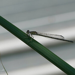 DSC09284-A Narrow-winged Damselfly sign.jpg