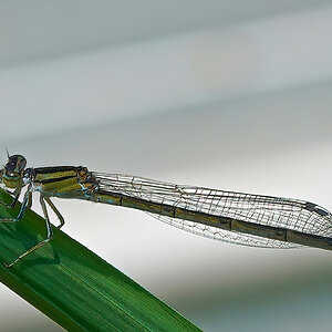 DSC09284-B  Narrow-winged Damselfly sign.jpg