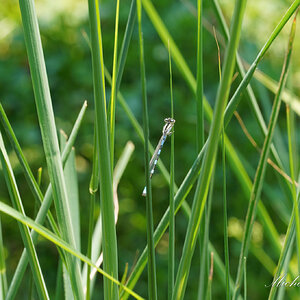 DSC09302-A  Common Blue Damselfly sign.jpg