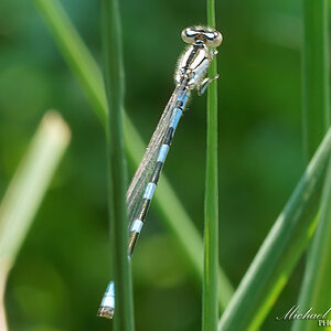 DSC09302-B Common Blue Damselfly sign.jpg