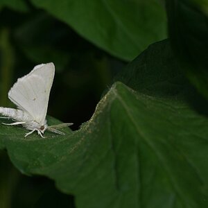 DSC09405-A Whi Moth sign.jpg