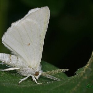 DSC09405-B Whi Moth sign.jpg