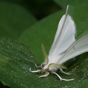 DSC09425-B Whi Moth sign.jpg