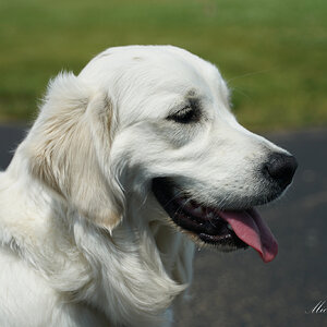 DSC07481 Dog sign.jpg