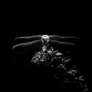 _A1_3546-Edit.jpg