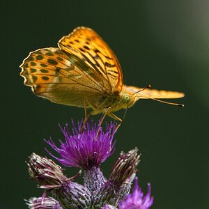 silver-washed-fritillary-8.jpg
