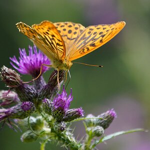 silver-washed-fritillary-7.jpg
