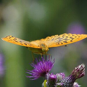 silver-washed-fritillary-6.jpg