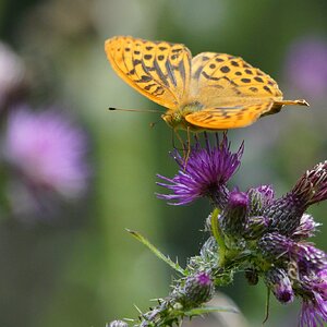 silver-washed-fritillary-5.jpg