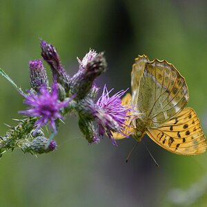 silver-washed-fritillary-4.jpg